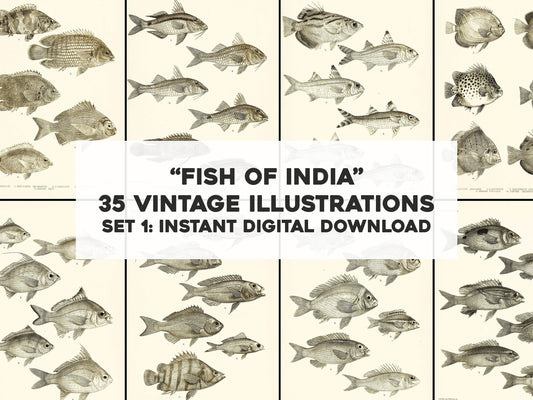 The Fishes of India Burma Ceylon Set 1 [35 Images]