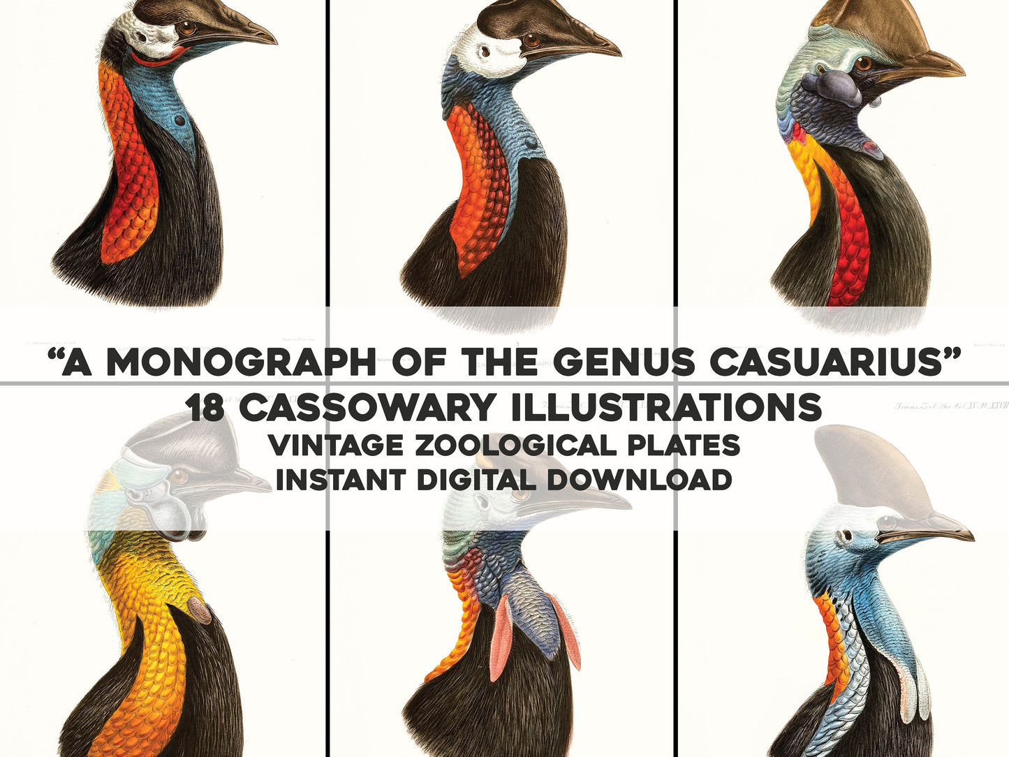 A Monograph of the Genus Casuarius Cassowaries [18 Images]
